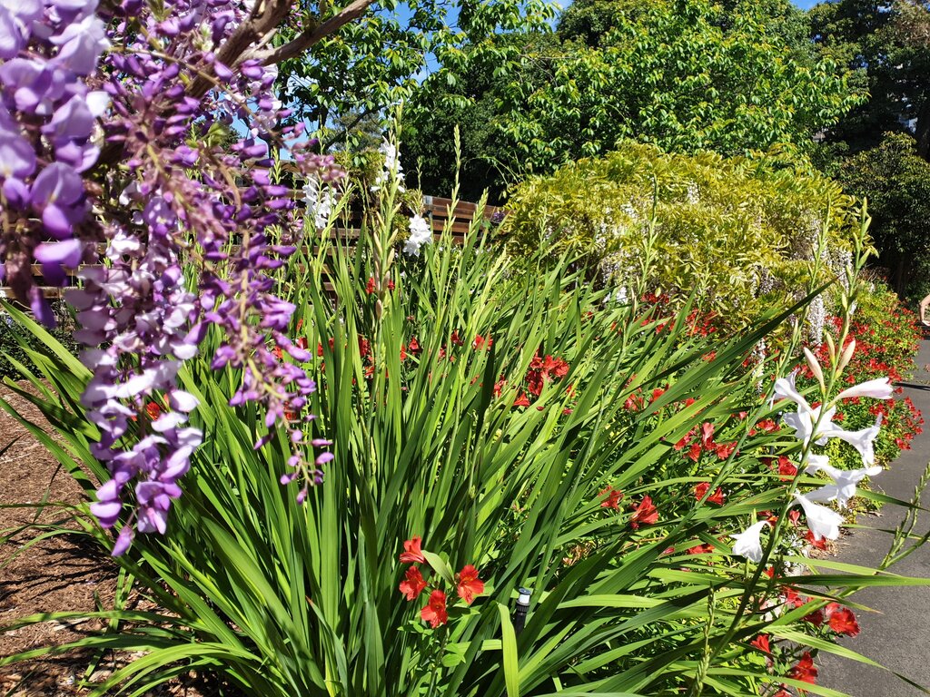 Blumen im Botanischen Garten