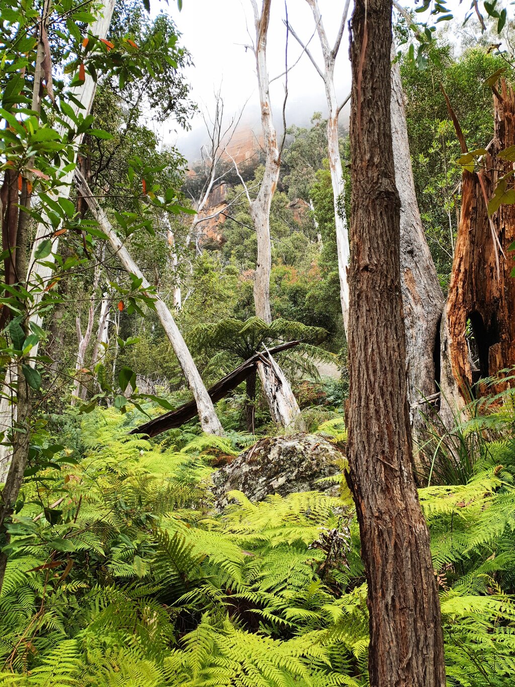 Gelegentliche Buschbrände sind normal in Australien. Die Natur schafft es im Normalfall sich davon wieder zu erholen.