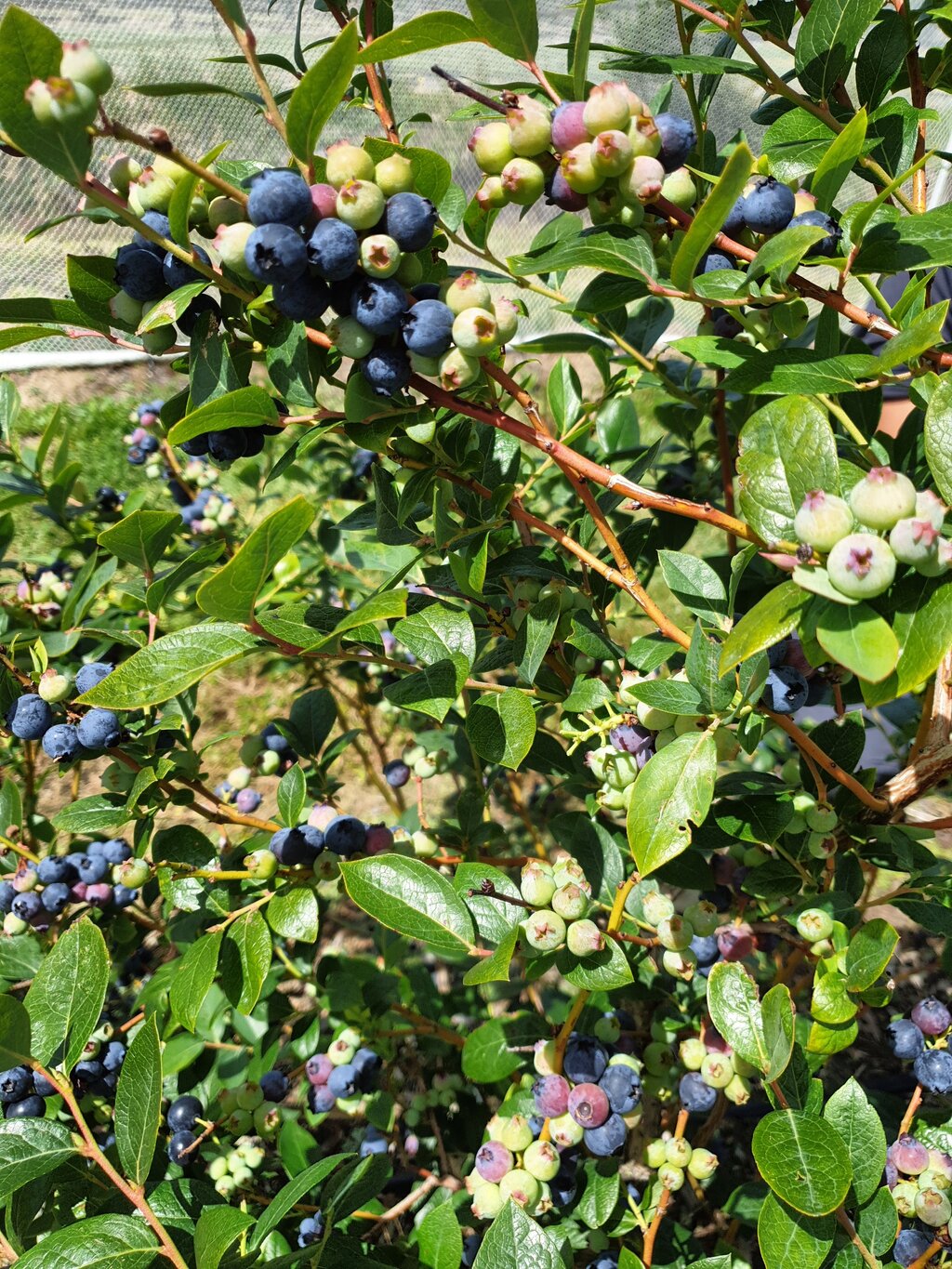 Nur die großen, reifen Beeren pflücken!