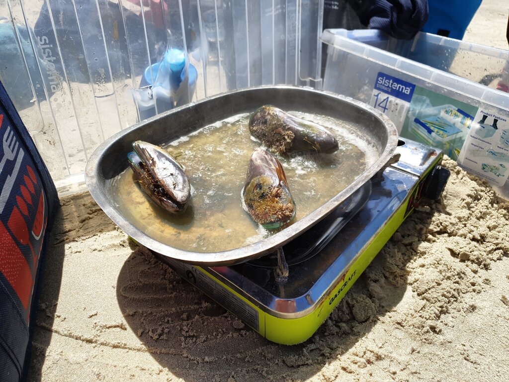 Die Muscheln waren fast 10cm lang