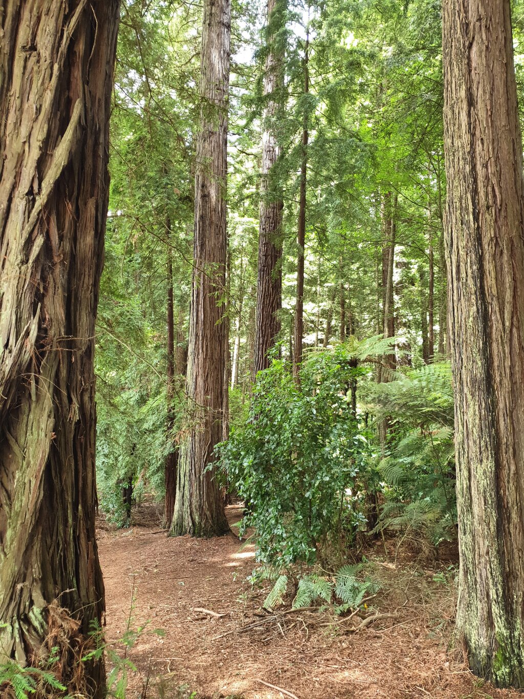 Die Redwoods von Rotorua