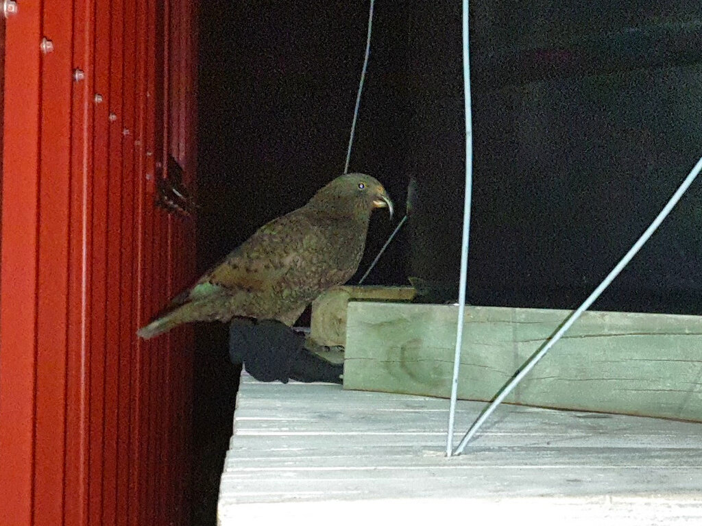 Ein Kea stattet uns einen Besuch an der Hütte ab.