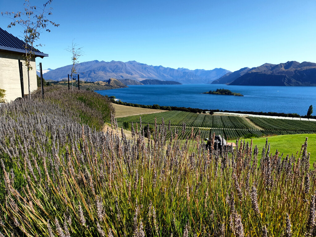 Zur Blüte des Lavendels wäre der Ausblick noch toller gewesen