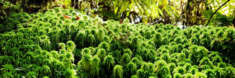 Featured image of post Was ich in Neuseeland noch sehen möchte