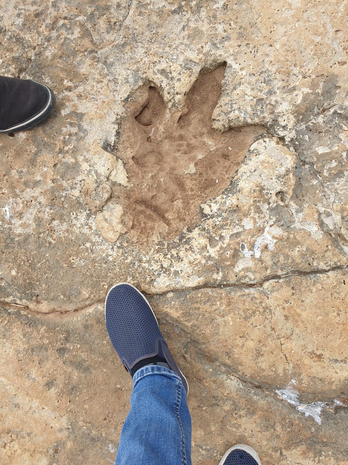 Fossilised dinosaur footprint on the main island of the Brijuni archipelago