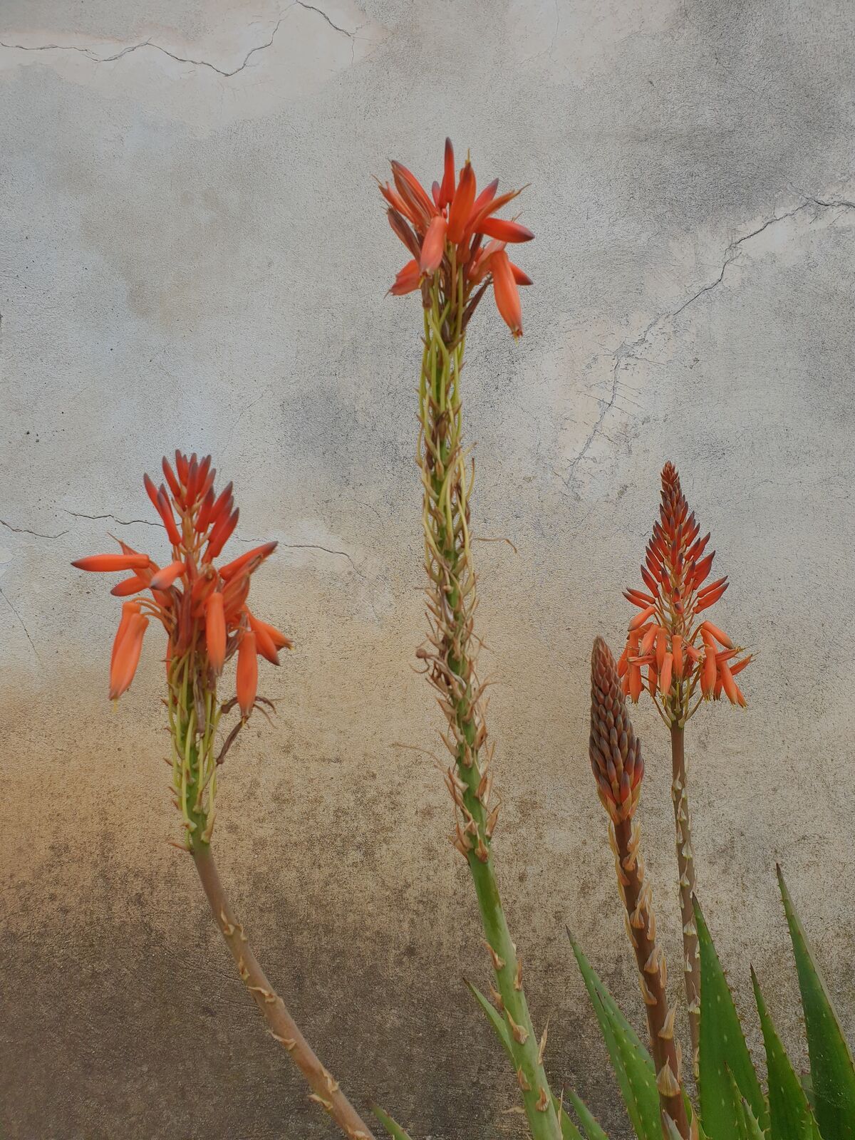 Surprisingly-good snapshot of flowers in front of a crumbling wall