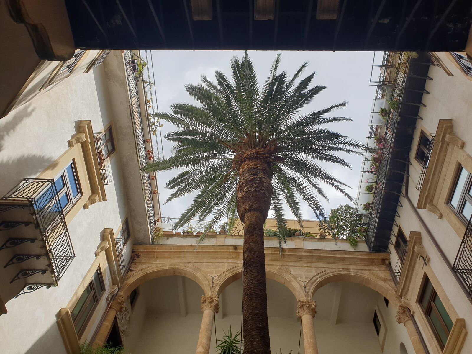 This palm tree fills the atrium perfectly.
