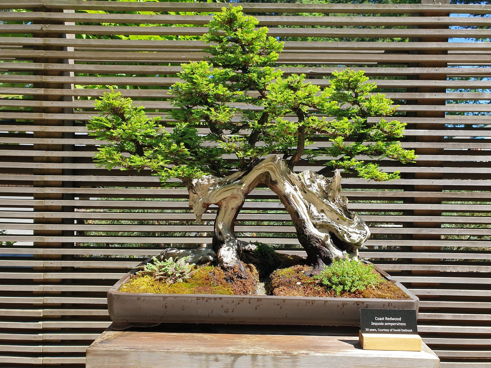 There were bonsai trees, some of which were hundreds of years old.