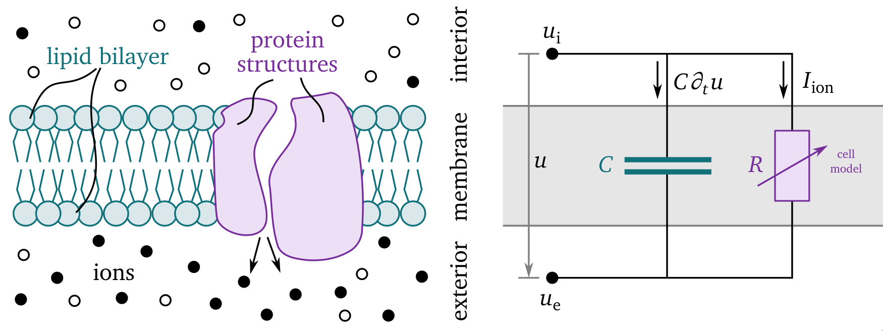 Sketch of the main quantities in the bidomain description