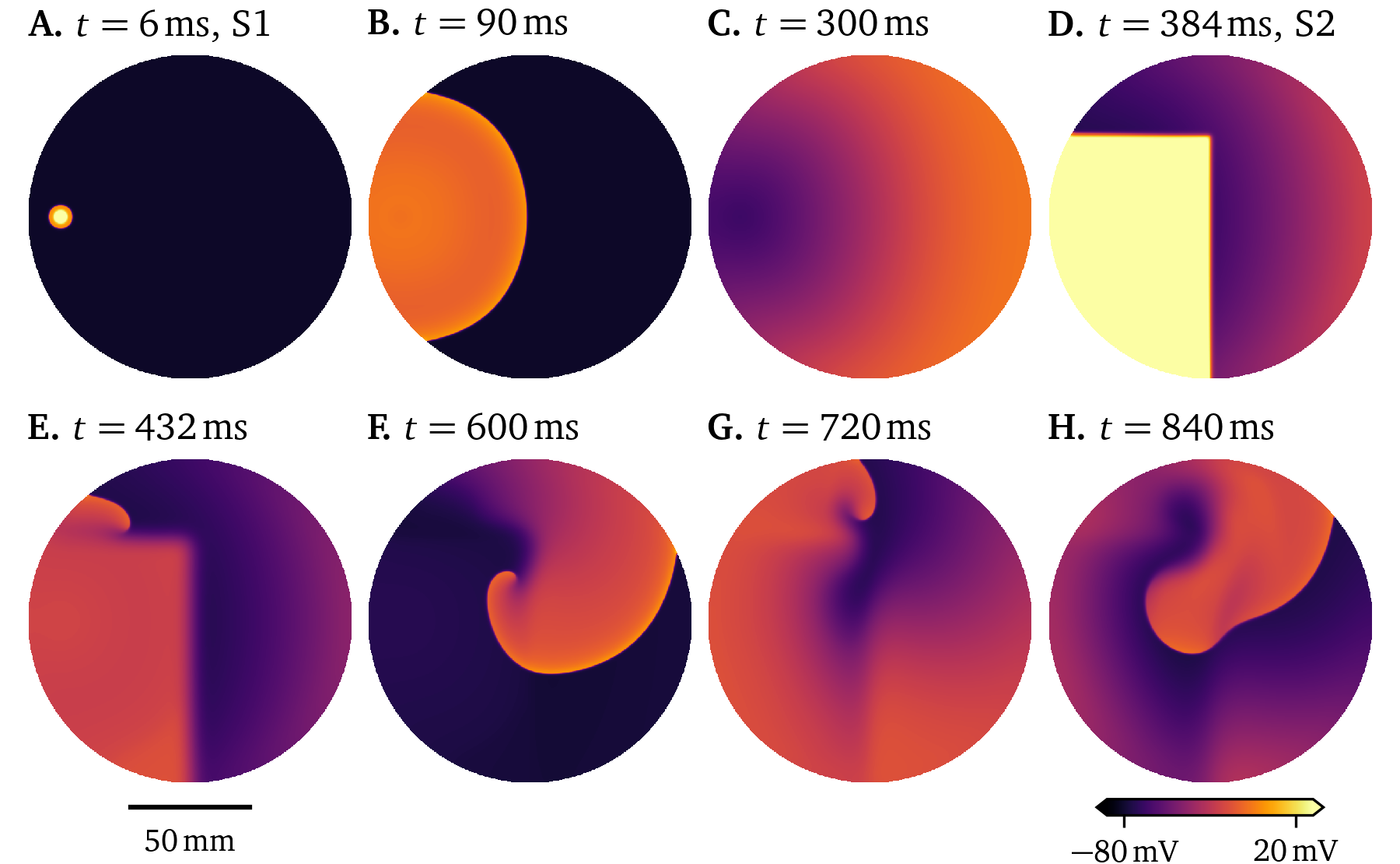 Simulation of the model by Courtemanche et al. (1998) in a large culture dish