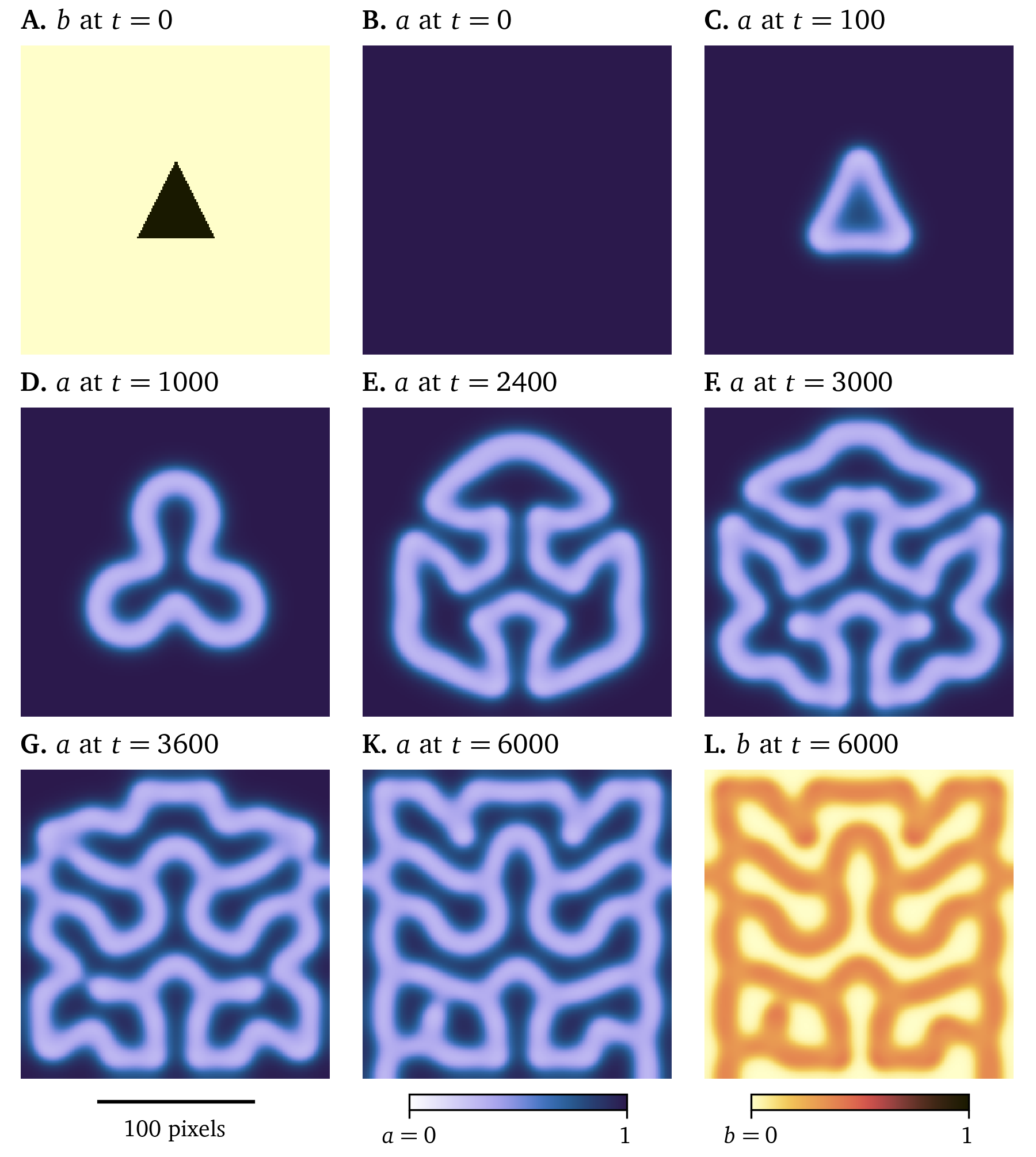 A solution of the model by P. Gray & Scott (1983)