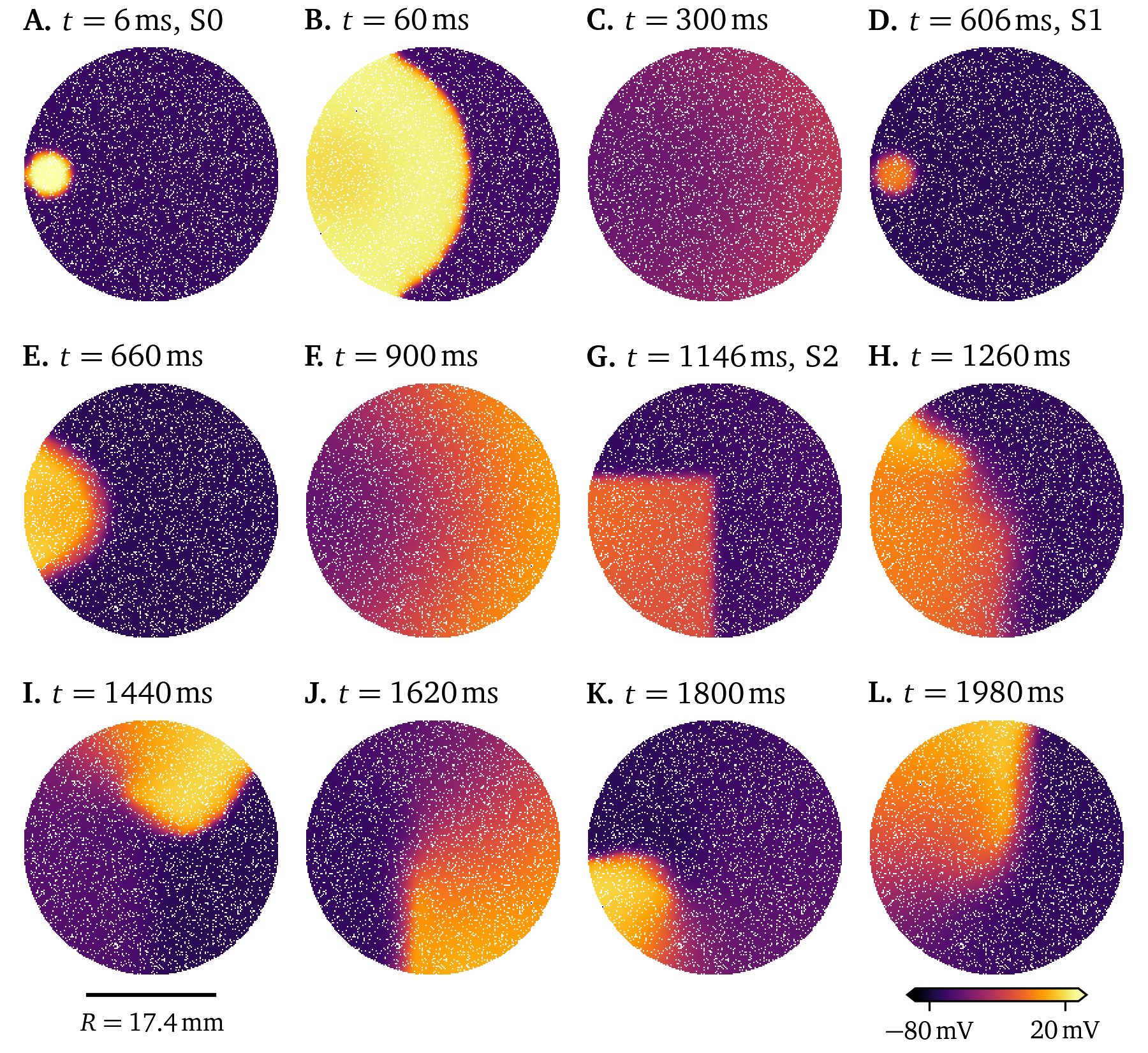 Simulation of the atrial model by Paci et al. (2013) in a 6-well culture dish