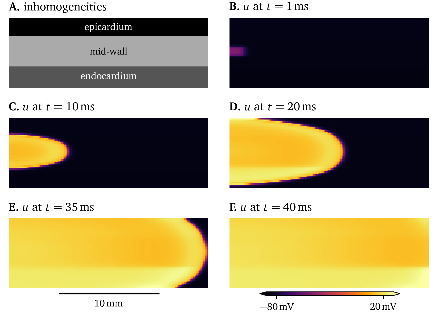 Simulation of a 2D domain representing a cross-section of the ventricular wall