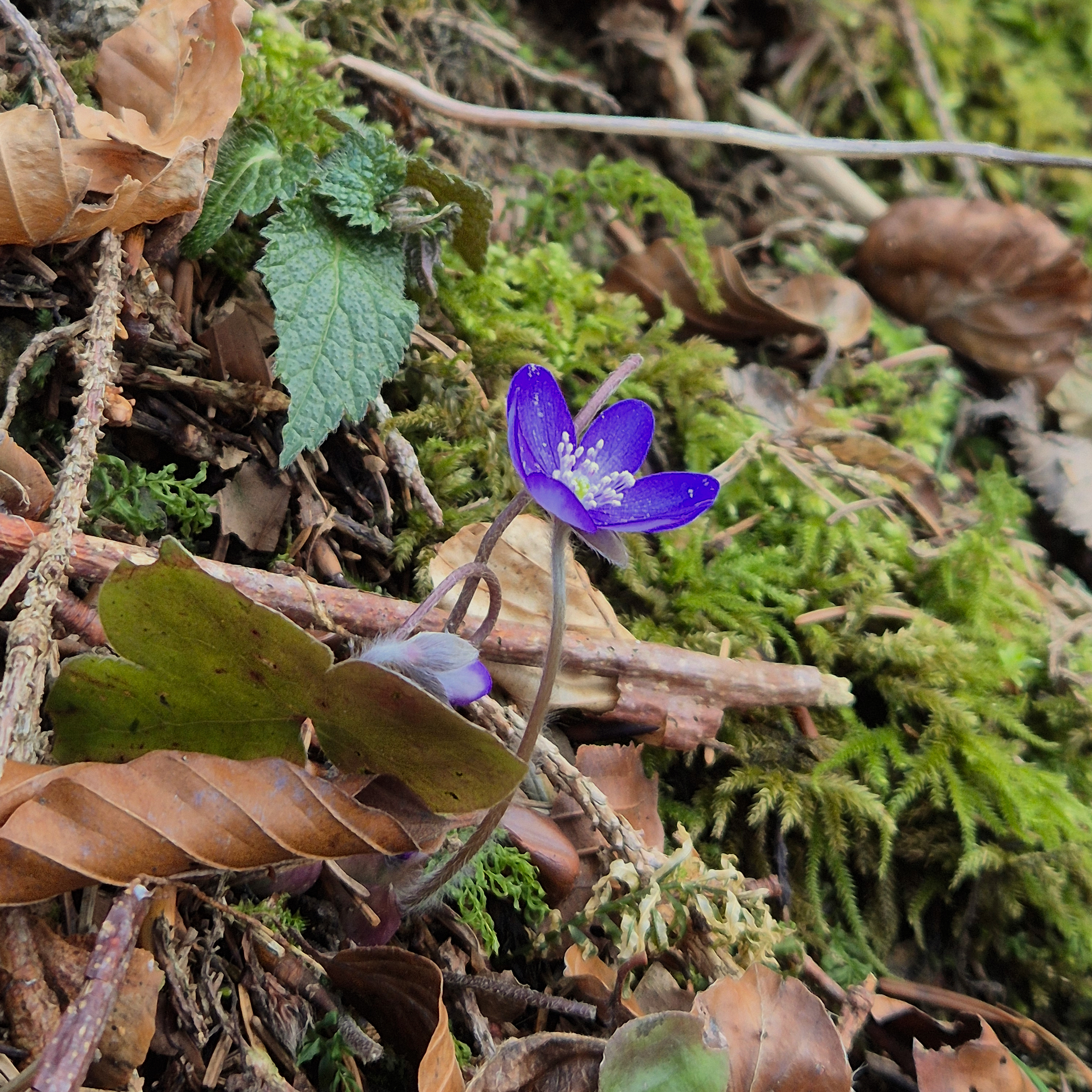 Tegernsee, Bayern, Deutschland