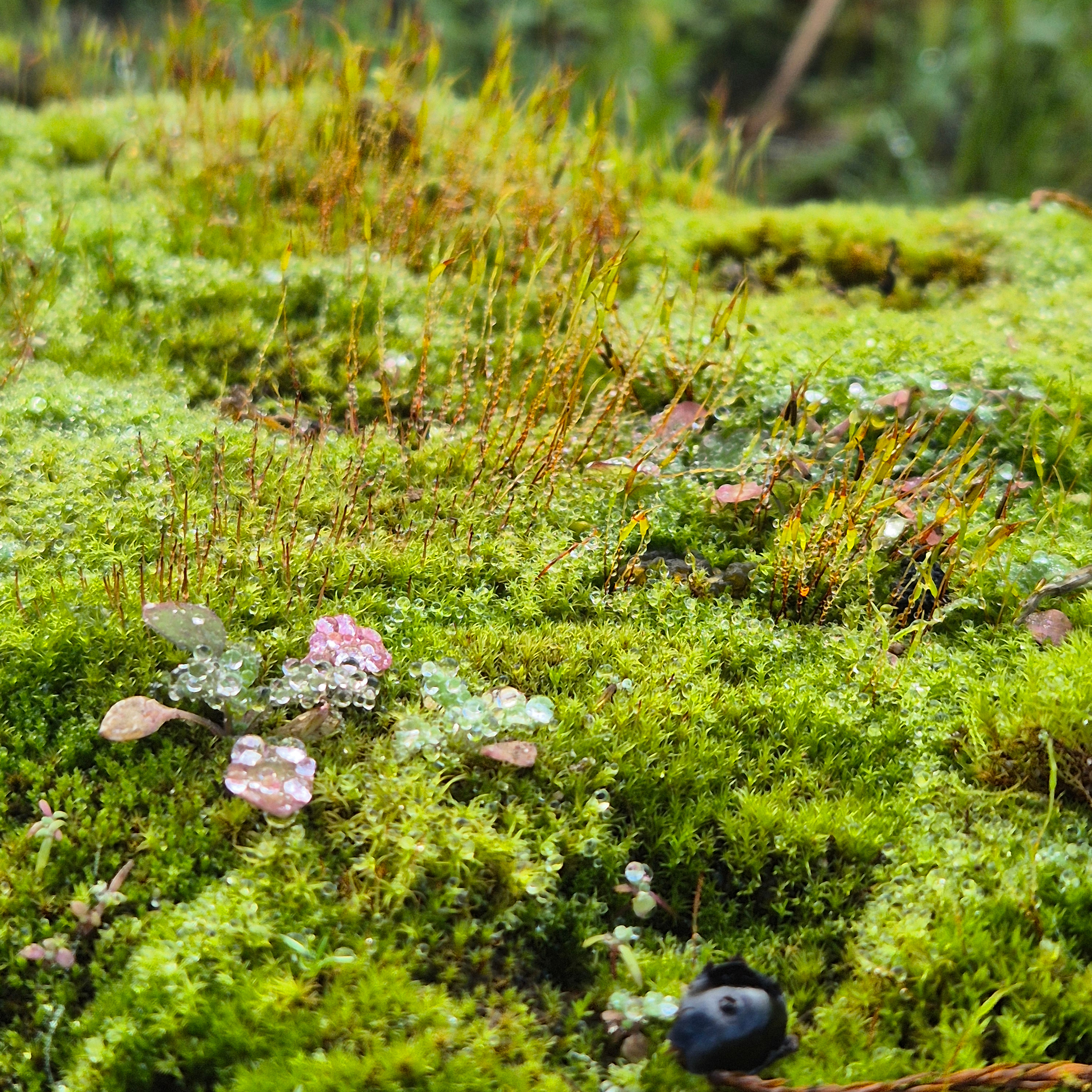 Hortus Botanicus, Leiden, Nederland