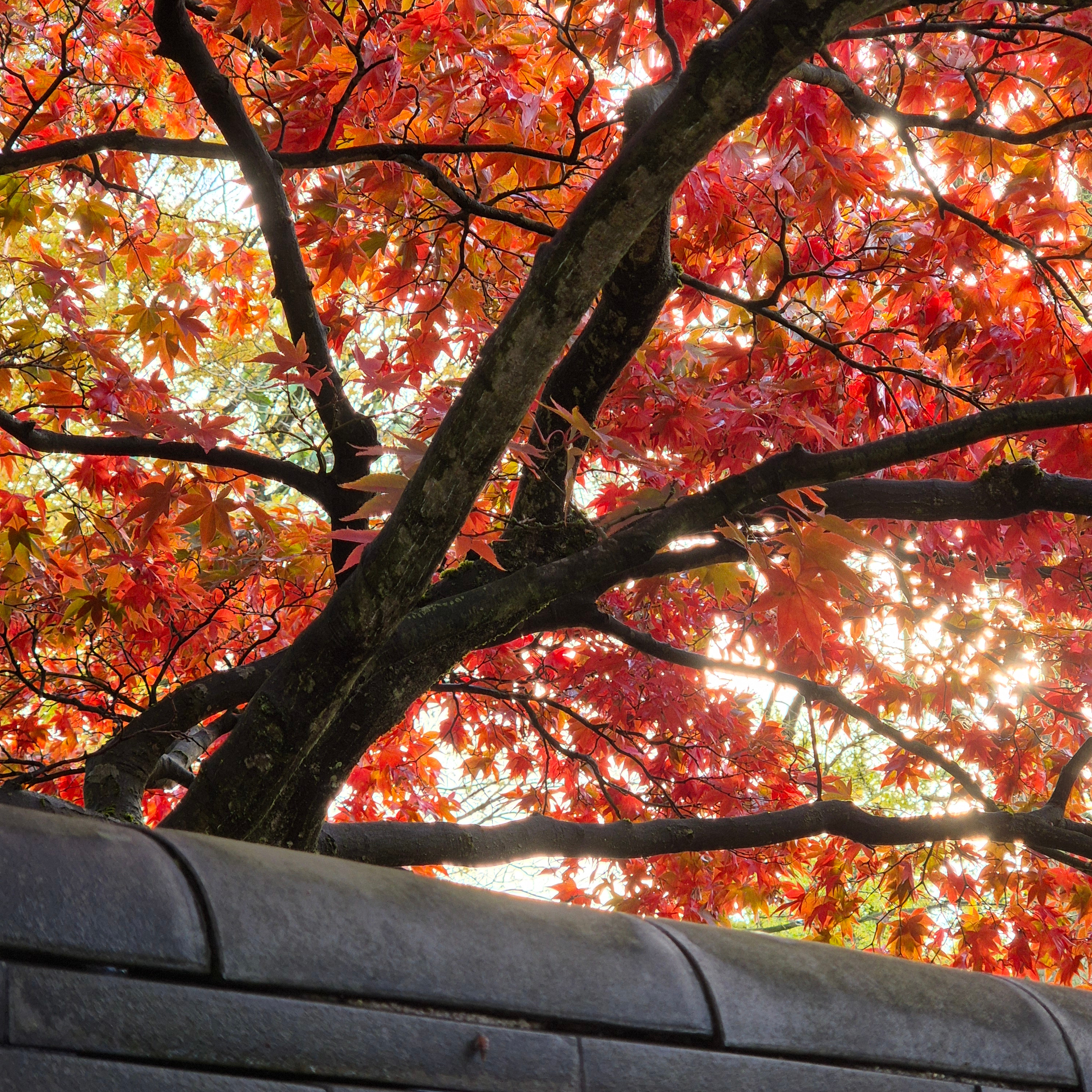Japanse Tuin, Leiden, Nederland