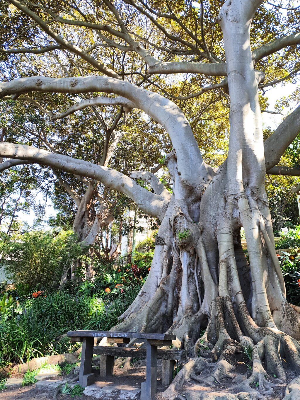 Ein alter Baum in Wendy’s Secret Garden bildet ein riesiges Dach aus Blättern.