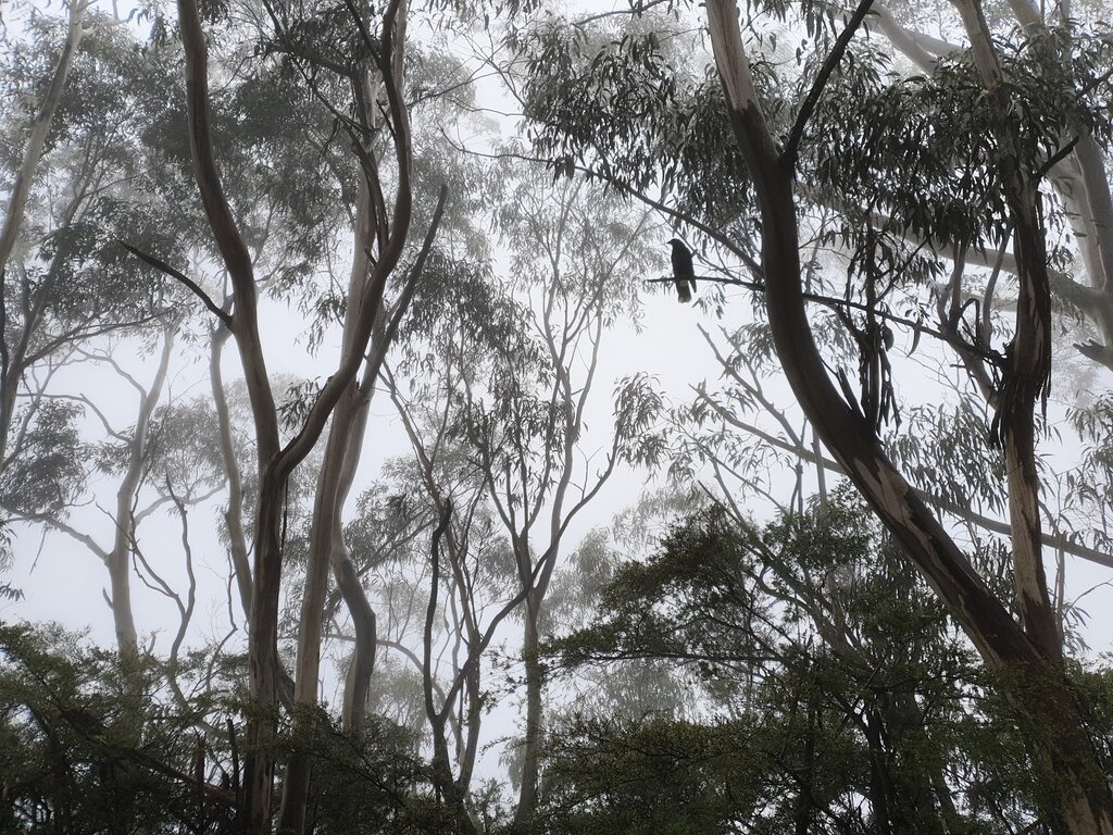 Ein Vogel sitzt in einem Eukalyptusbaum. Der sehr dichte Nebel hat zu spektakulären Photos geführt.