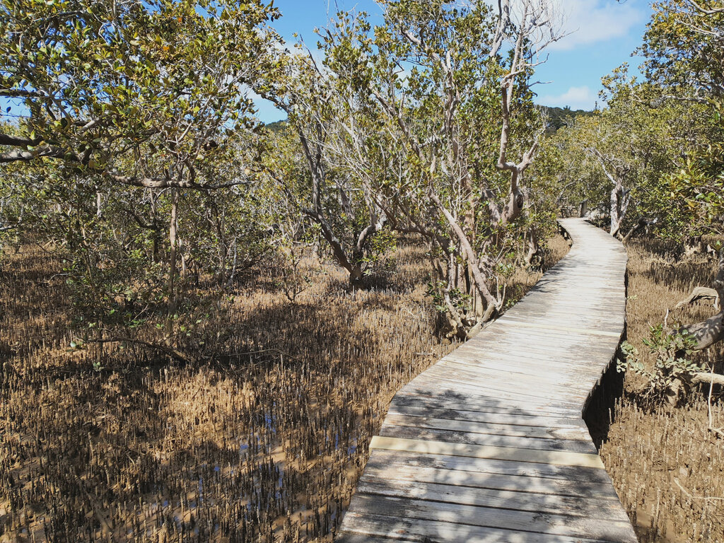 Der Mangrovenwald muss zweimal am Tag durch die Gezeiten überspült werden.