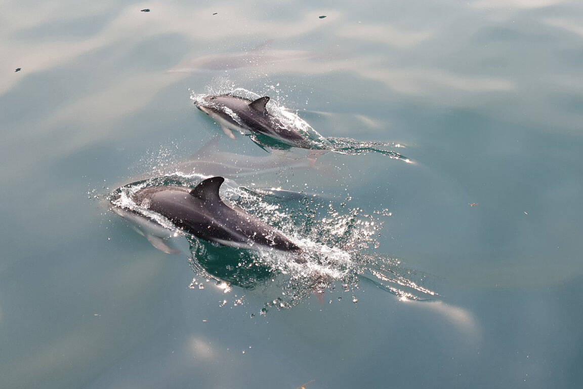 Diese Delphine waren total verspielt und sind ganz nah an uns herangekommen!