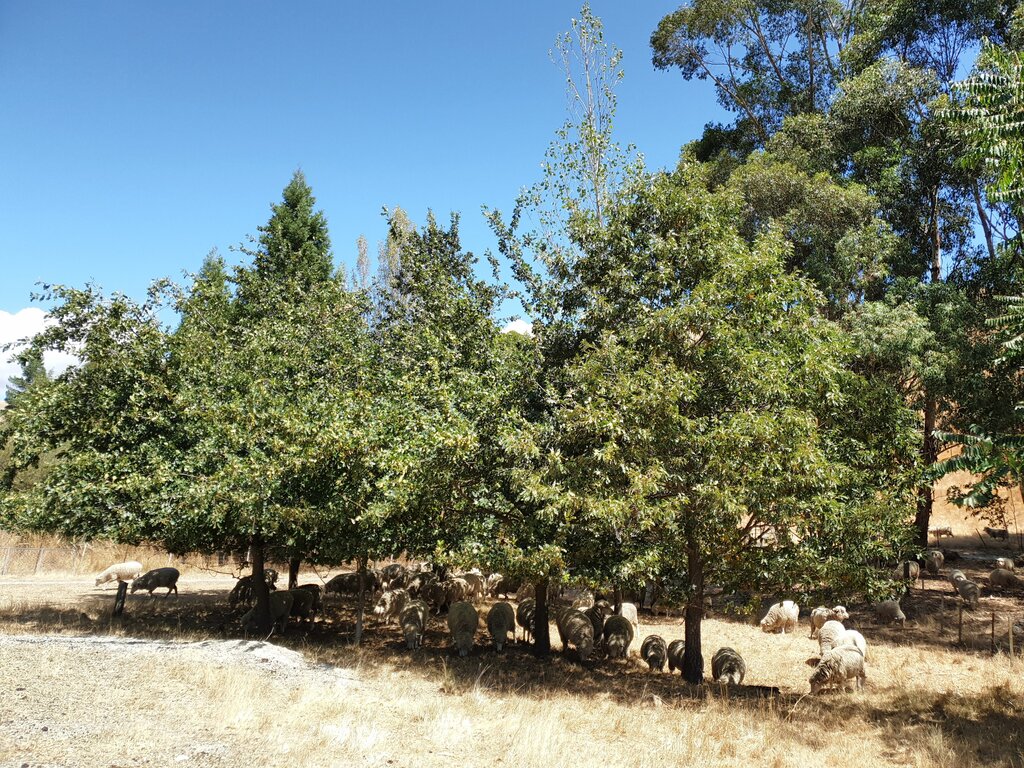 Eine Schafsherde grast unter ein paar Bäumen.