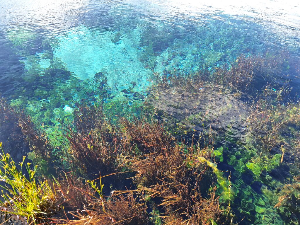 Mir hat total gefallen, wie die Farben der Unterwasserpflanzen durch die Wasseroberfläche verwirbelt wurden.