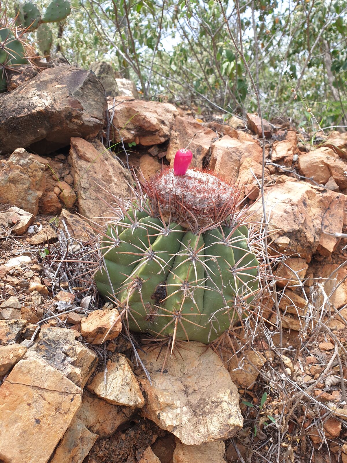 Ein seltener Anblick: Ein Kaktus trägt eine Frucht.