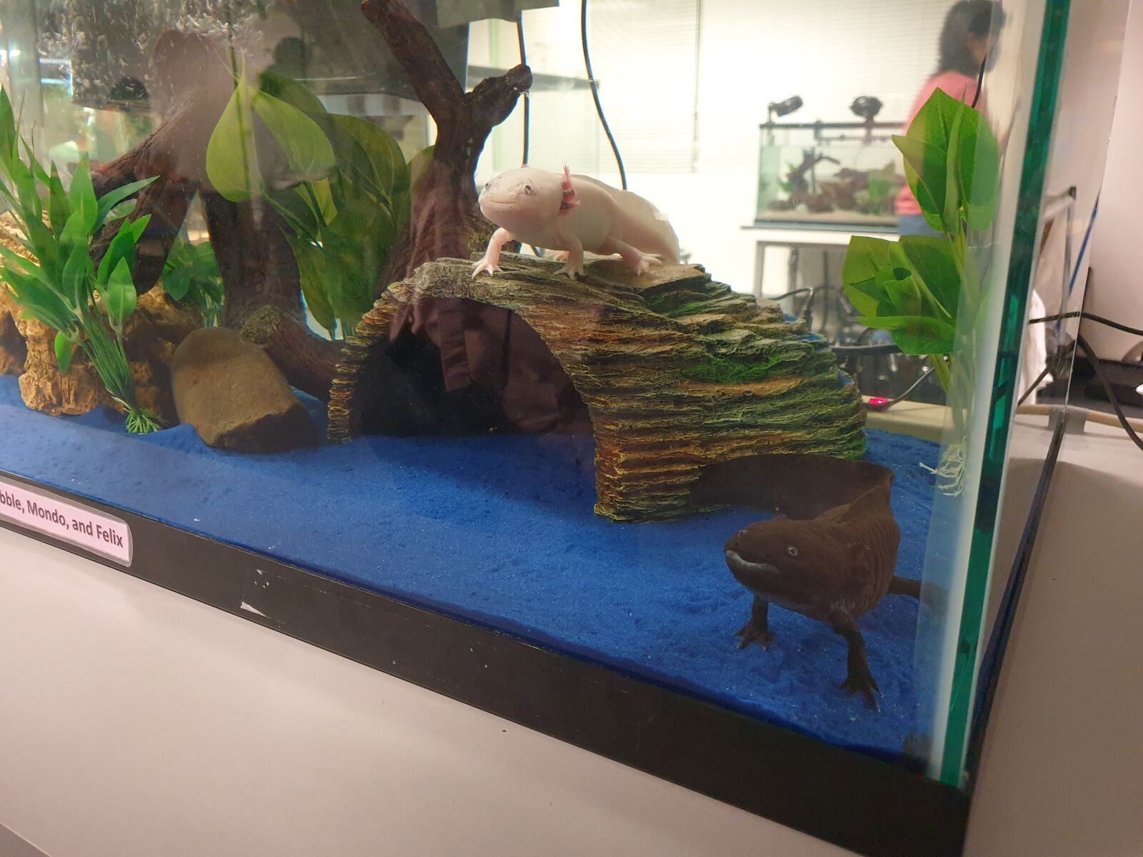 Zwei Axolotl lächeln mich aus ihrem Aquarium an.