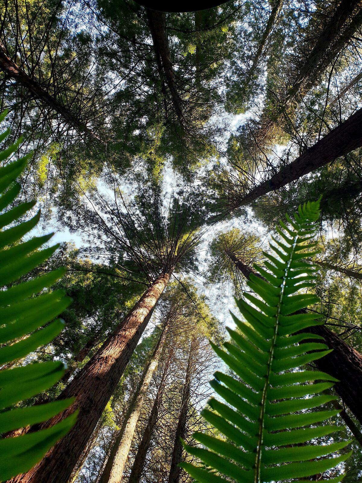 Der US-Bundesstaat Oregon ist für seine grünen Nadelwälder bekannt.